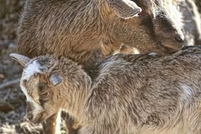 young goat with his mother