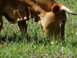 cow grazing in the meadow