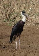 woolly necked stork in wildlife