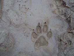 Footprint of the dog