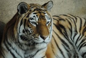 the majestic tiger