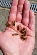 striped wasps feeding on hand