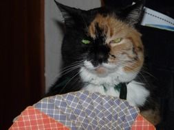 angry cat sitting on the couch