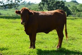 bull stands on green grass