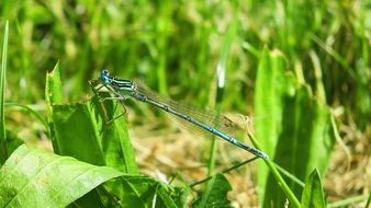 Dragonfly on a meadow