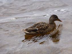 spotted duck on the water