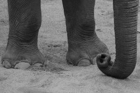 Black and white photo of the two legs and an elephant's trunk near the ground