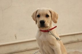waiting labrador puppy
