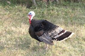 Large Poultry turkey