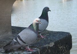 gray pigeons on the stone