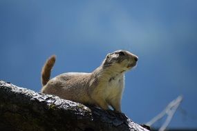 black tailed prairie dog in nature