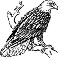 fascinating Eagle Bird as a drawing