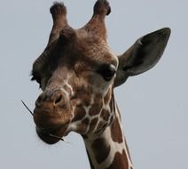 eating giraffe