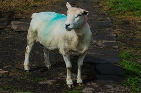 tagged farm sheep