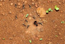 Big black ants in the wildlife