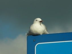 closeup picture of white Bird on blue road Sign