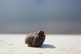 Ladybug on Stone close-up on blurred background