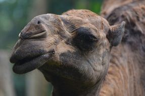 nice Camel Animal