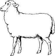 Sheep Animal Black And White drawing