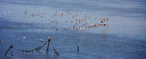 Flamingos Flock Flying near water