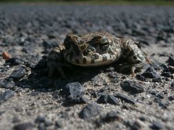 frog on rocky soil close-up