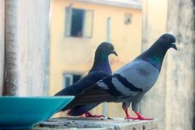 two Pigeons in old city