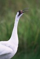 Whooping grus