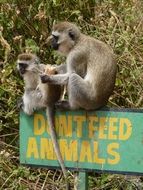 monkey eating corn at top of don’t feed animals sign