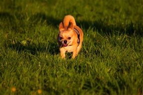 incredibly beautiful Chihuahua Dog