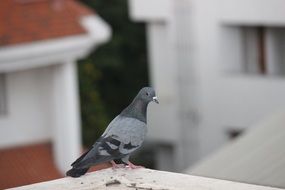 Colorful pigeon on the roof at blurred background with the buildings
