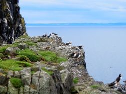 landscape of wild puffins on cliffs