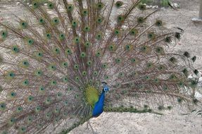 grey-tailed peacock