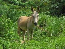 Landscape of the donkey in a forest