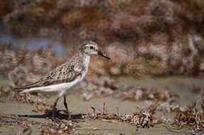 Tiny bird in nature
