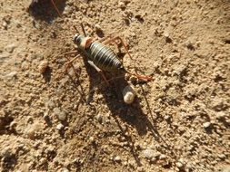 black female cricket on ground