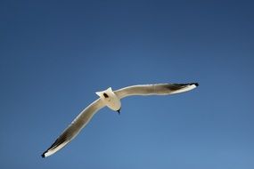 Seagull is flying in the sky over Baltic Sea