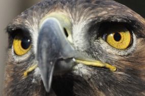 Bird of prey with yellow eyes