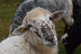 brown sheep muzzle