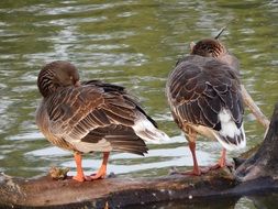 geese cleaning feathers near the water