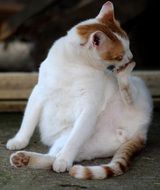 washing white and red cat