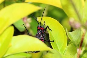 grasshopper among green leaves