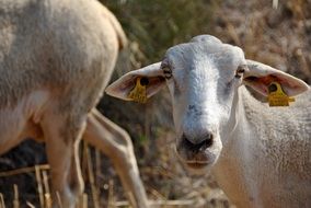 closeup sheep