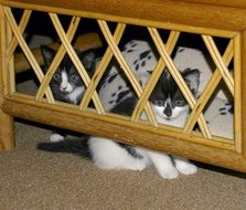 little black and white kittens are hiding on a bench