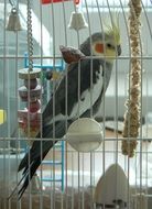 portrait of a parrot in a cage
