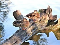 ducks on a tree trunk by the pond