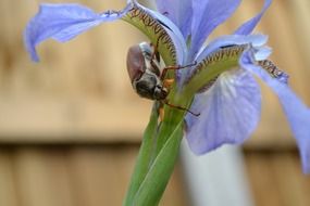 closeup picture of may bug on the iris flower