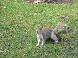 foraging grey squirrel on ground
