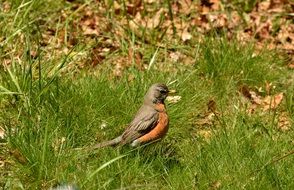 picture of the bird on a meadow