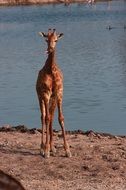 little giraffe near the river on a sunny day