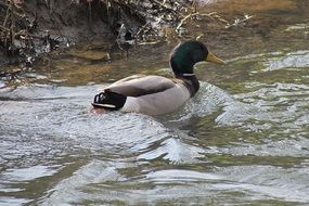 mallard duck in wildlife